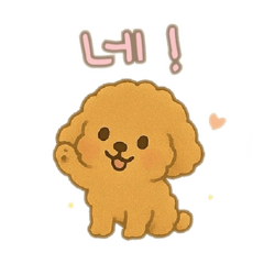 [LINEスタンプ] プードル 日本語＆韓国語 