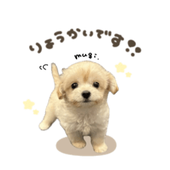 [LINEスタンプ] むぎちゃん♡スタンダード.