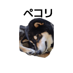 [LINEスタンプ] 黒柴犬 柴犬 イケメン フェル 19