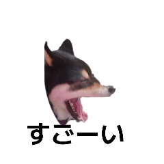 [LINEスタンプ] 柴犬 黒柴犬 フェル 毎日デカ文字 14