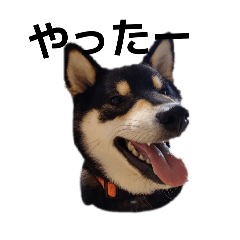 [LINEスタンプ] 黒柴犬 柴犬 毎日デカ文字 フェル 16