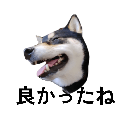 [LINEスタンプ] 黒柴 柴犬 毎日デカ文字 フェル17