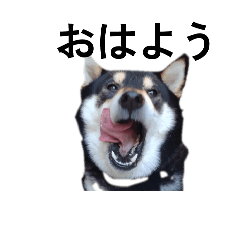 [LINEスタンプ] 黒柴犬 柴犬 イケメン毎日 癒し18