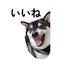 [LINEスタンプ] イケメン 黒柴犬 フェル 柴犬 毎日18