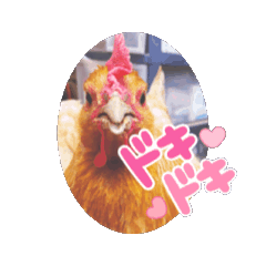 [LINEスタンプ] わちゃわちゃこっこ 