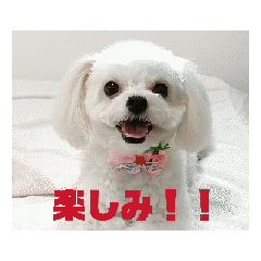 [LINEスタンプ] マロンのスタンプver.3 