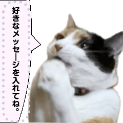 [LINEスタンプ] 我が家の三毛猫 メッセージスタンプ 