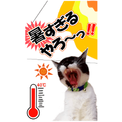 [LINEスタンプ] ぬこさんオールスターズ大人の日常会話！！