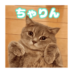 [LINEスタンプ] O次郎のいる生活