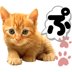 [LINEスタンプ] るぅ。の にゃんこ指定【がざだばぱ】