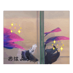 [LINEスタンプ] ベタワード