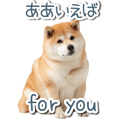 [LINEスタンプ] ああ言えばfor you柴犬【面白い・ネタ】