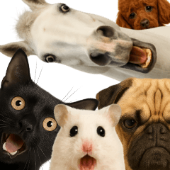 [LINEスタンプ] 様々な動物の表情スタンプ40個 お得セット