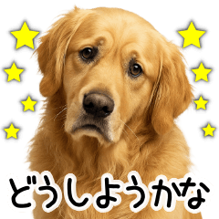 [LINEスタンプ] ゴールデンレトリバー☆毎日使う！返信集