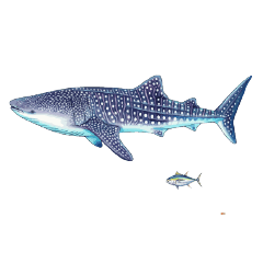 [LINEスタンプ] お魚 - 図鑑にありそうなやつ