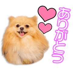 [LINEスタンプ] 矢野家のおもちちゃん