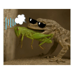 [LINEスタンプ] とにかく食べるヤモリレオパカナヘビトカゲ 