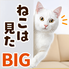 [LINEスタンプ] ❤ねこ写真❤ かわいく伝えるスタンプ3