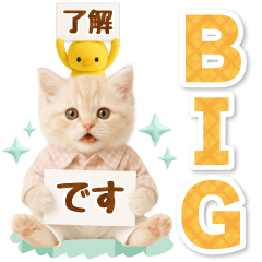 [LINEスタンプ] 癒しにゃんこの気軽な敬語スタンプ【BIG】