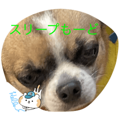 [LINEスタンプ] あいもきくを