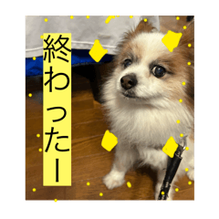 [LINEスタンプ] ジョイJOYスタンプ使えるスタンプ2