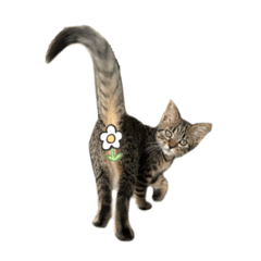 [LINEスタンプ] ねこさんら（実写版）3
