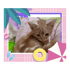 [LINEスタンプ] ニャンズ9