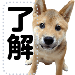 [LINEスタンプ] 柴犬ゴマちゃんのメッセージスタンプ 2 