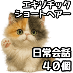 [LINEスタンプ] 日常会話verエキゾチックショートヘアー