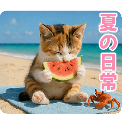 [LINEスタンプ] ずっと使える♡夏のねこ