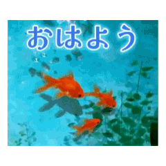 [LINEスタンプ] 動く！夏の涼しい挨拶 