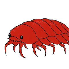 [LINEスタンプ] フランス語で海の怪しい生き物たち