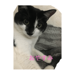 [LINEスタンプ] 猫一日、かわいい