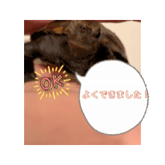 [LINEスタンプ] ニホンイシガメ 