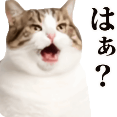 [LINEスタンプ] おもしろい動きをする猫のスタンプ 