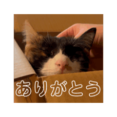 [LINEスタンプ] 動くソイとチャイ 