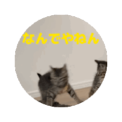 [LINEスタンプ] 動く！なまこちゃん fetchpriority=high