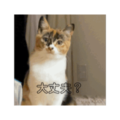 [LINEスタンプ] 動くソイとチャイ②