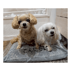 [LINEスタンプ] 犬スタンブ！ 