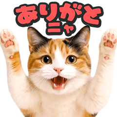 [LINEスタンプ] 飛び出す★リアル猫2