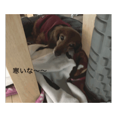 [LINEスタンプ] 少し動くミニチュアダックスのスタンプ 