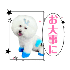 [LINEスタンプ] ビションフリーゼベンツくん16思いやり