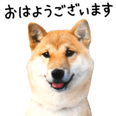 [LINEスタンプ] 柴犬 くぅちゃん
