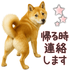 [LINEスタンプ] 柴犬★家族連絡に使えるスタンプ・友人恋人