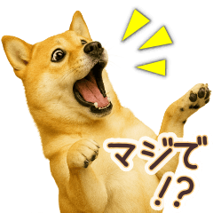 [LINEスタンプ] 柴犬★即返信に使える便利なスタンプ