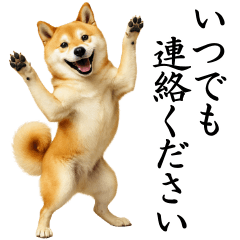 [LINEスタンプ] 柴犬★毎日使う★大人の敬語スタンプ