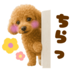 [LINEスタンプ] 毎日使えるかわいいトイプードル