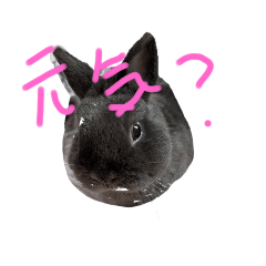 [LINEスタンプ] うさぎのomochi
