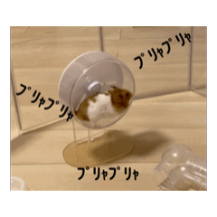 [LINEスタンプ] ゴルハムきんりん3 