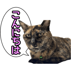 [LINEスタンプ] サビ猫のなぁ助